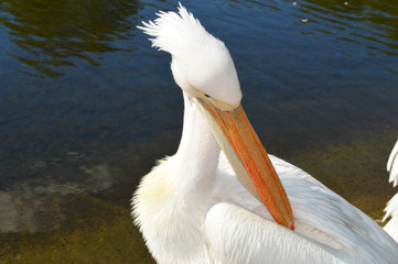  pelican close-up