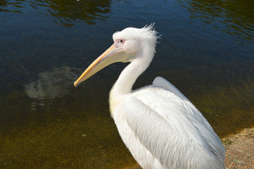 white pelican