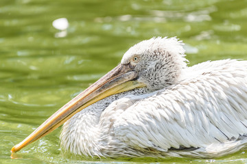 White Pelican Bird In Wilderness Delta Water