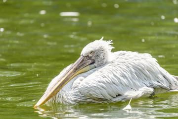 White Pelican Bird In Wilderness Delta Water