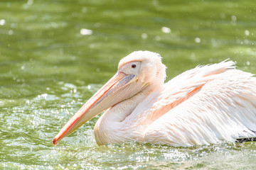 White Pelican Bird In Wilderness Delta Water