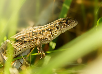 Lizard in the wild nature