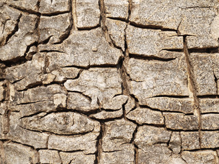bark texture