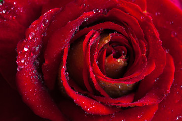 Beautiful red rose close-up. Water droplets on the petals. Wedding background stock photo
