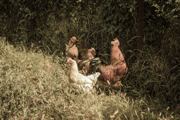 chicken and red rooster in the grass on the green background with warm aged filter