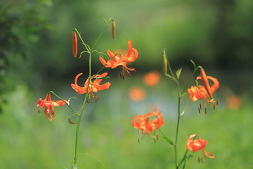 湿原に咲いたユリ