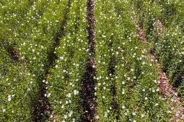 flowering white flax field, flax blooms in rows