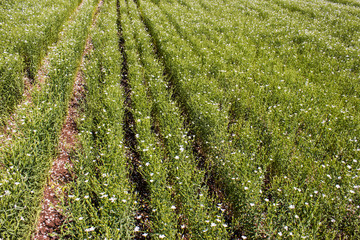 flowering white flax field, flax blooms in rows