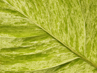 Texture of a green leaf as background