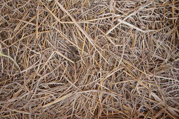 closed up the group of straw © pandara