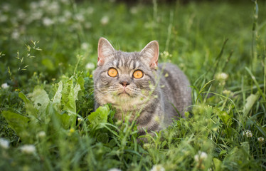 Naklejka na ściany i meble lovely British kitten in a green grass