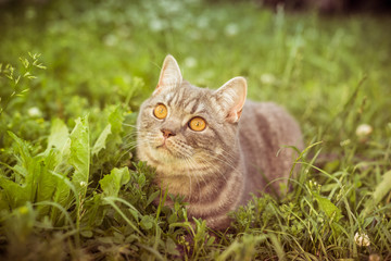 lovely British kitten in a green grass