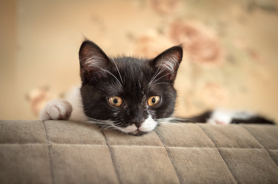  little kitten hides behind a sofa