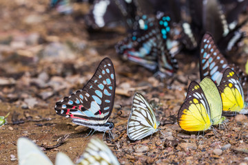 Butterflies mud-puddling in nature