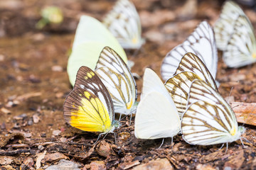 Pierid butterflies in nature