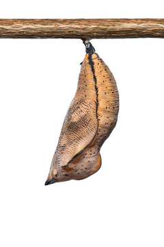Autumn Leaf butterfly pupa