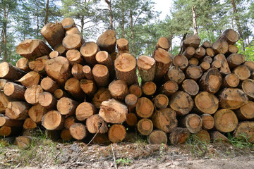 The warehoused pine logs. Logging