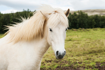 Naklejka na ściany i meble Beautiful white icelandic horse in nature background