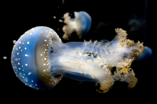 Jellyfish Isolated On Black Sea Close Up Detail