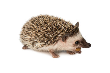 Obraz premium hedgehog eating isolated on white background