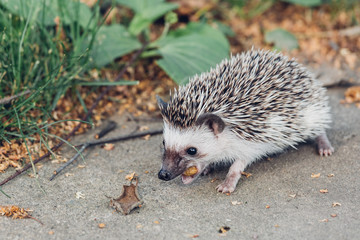 Hedgehog in nature