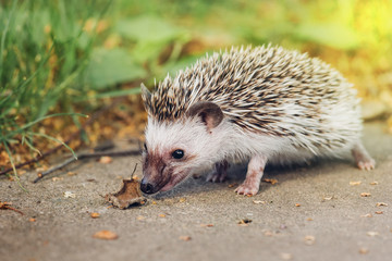 Hedgehog in nature