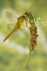 Feuerlibelle Männchen
