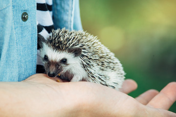 Close up of boy holding hedgehog in his hands © cherryandbees