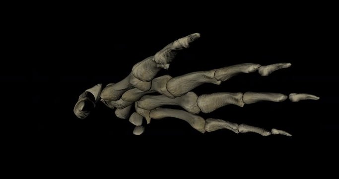 Animation of bone structure of human hand of a skeleton with all the elements gyrating on black bakground in 4K format