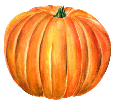 Watercolour drawing of beautiful pumpkin, hand painted on white