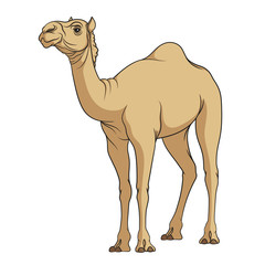 Color vector image of a camel. Isolated object on a white background.