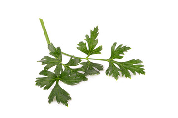 Parsley herb isolated on white background