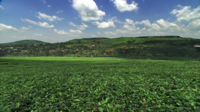 Tea plantation in Uganda, East Africa