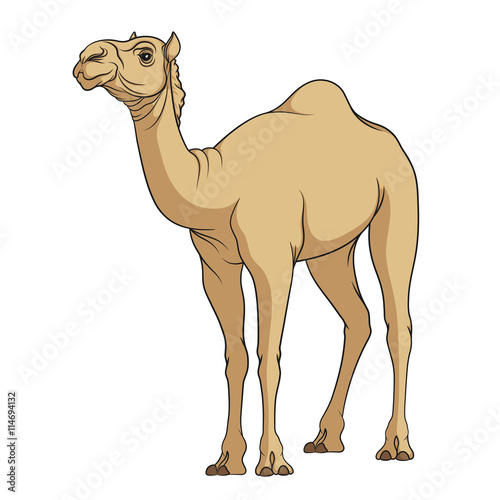 "Color vector image of a camel. Isolated object on a white background