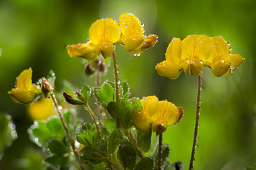 Wild flowers called egg and bacon in the UK.