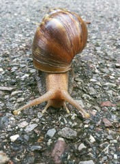 The snail on road
