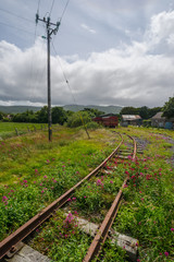 Fototapeta premium overgrown and abandoned train tracks