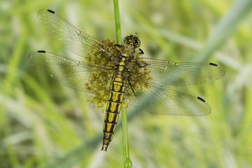 Broßer Blaupfeil Weibchen