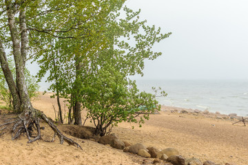 The Baltic sea beach in Repino near St Petersburg, Russia