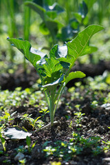 Steckrübe im Garten 