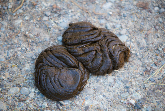 Bild Von Kacke: A Comprehensive Guide to Understanding and Utilizing Its Value