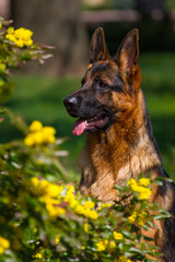 Shepherd dog portrait in yellow flowers