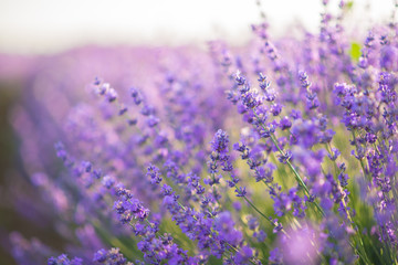 Close up of lavender flowers in a lavender field under the sunrise light