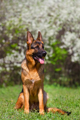 Shepherd dog sitting against spring blossom