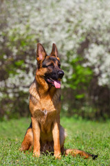 Shepherd dog sitting against spring blossom