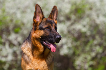 Shepherd dog portrait against spring blossom