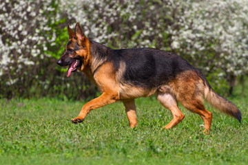 Shepherd dog trot in spring park