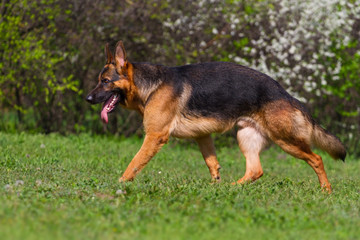 Shepherd dog trot in spring park