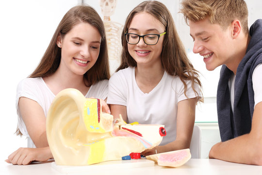Grupa szkolnych przyjaciół na lekcji anatomii ogląda model ucha