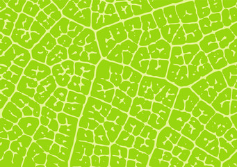 Leaf vector vein structure. Nature texture.